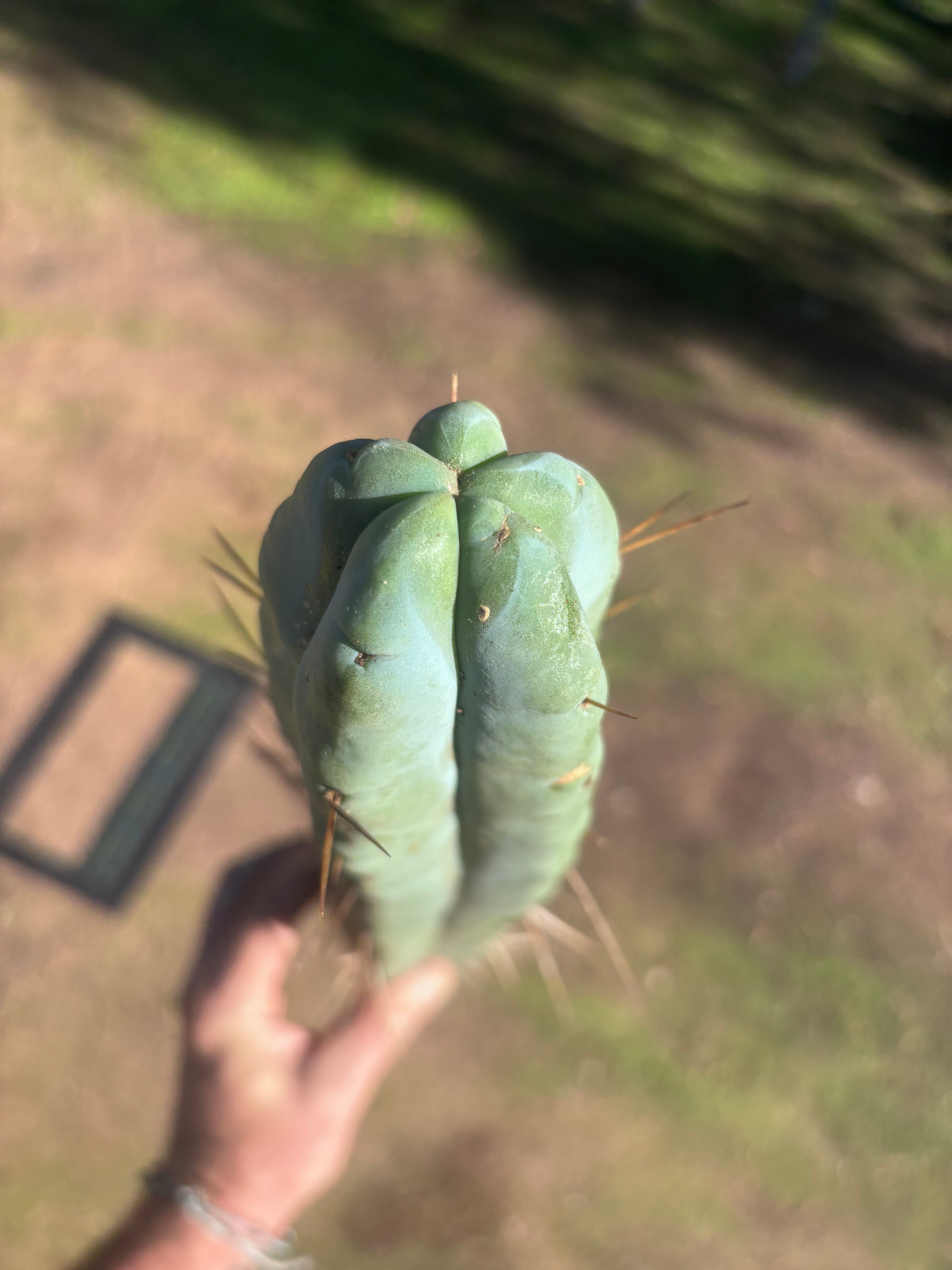 👑🌶️ Hammer2 — XXL 20” Tip