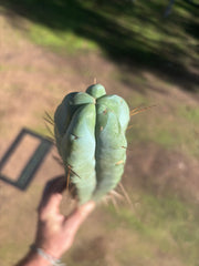 👑🌶️ Hammer2 — XXL 20” Tip