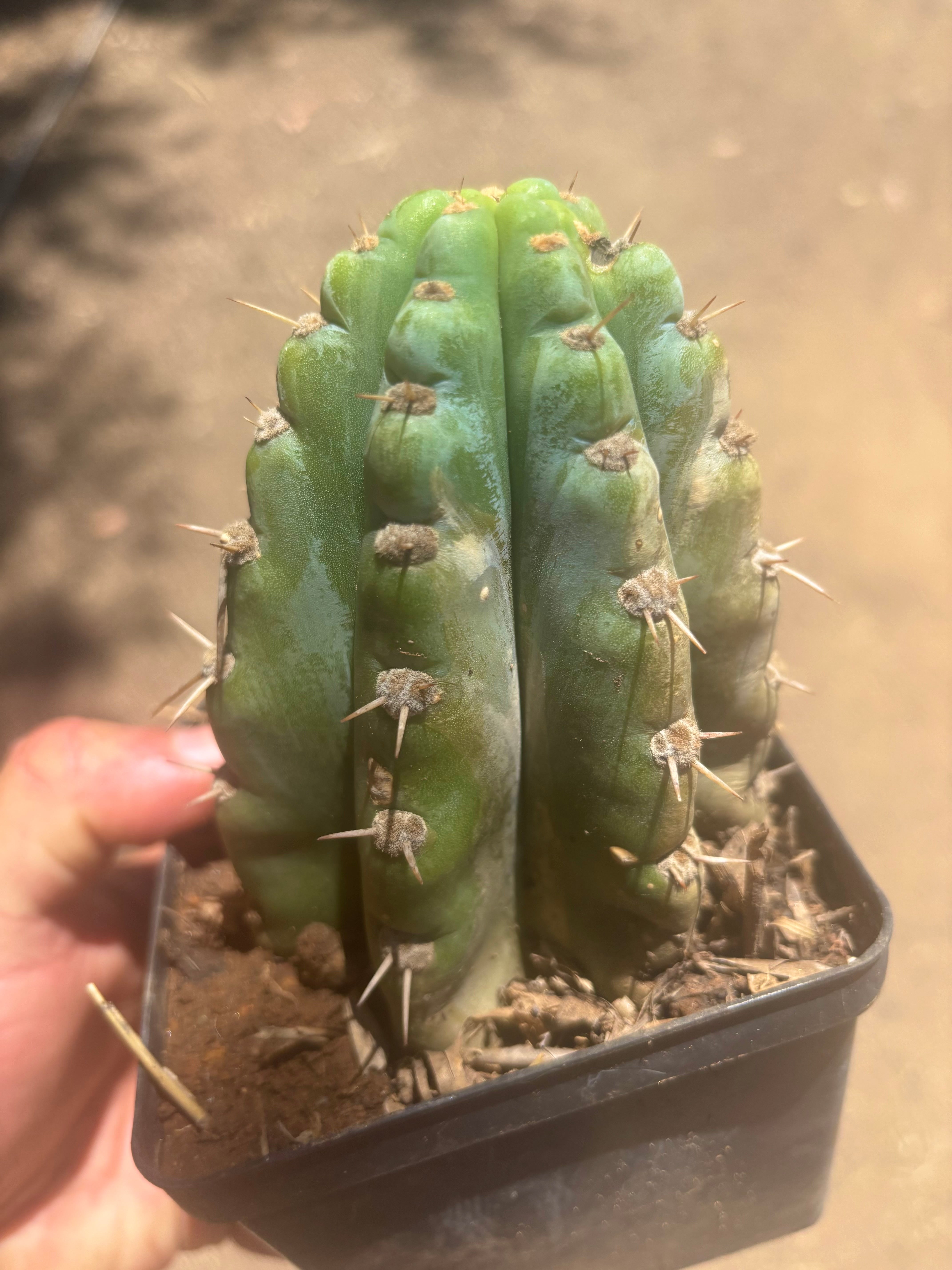 👑 TSSBP — Rooted Tip