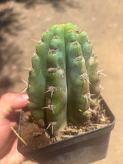 👑 TSSBP — Rooted Tip