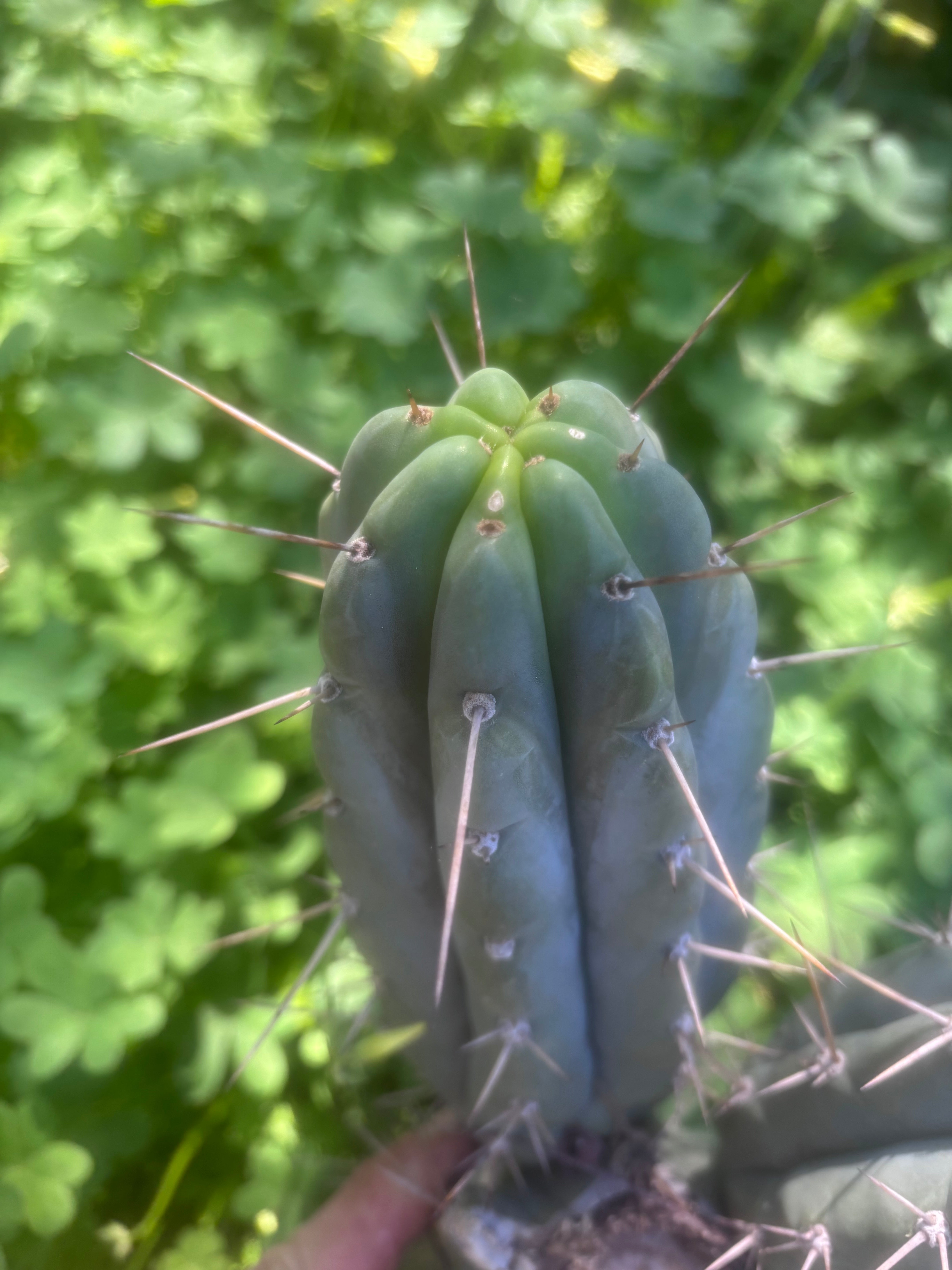 👑🌶️🌶️ Pala! — The Sunday Pup