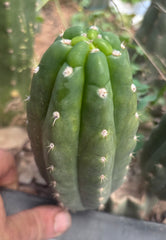 💎👑🌶️  Ichoca — 6” Pup