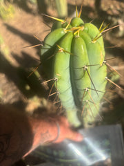 👑🌶️ CA1 Sherman — XL 14” Tip