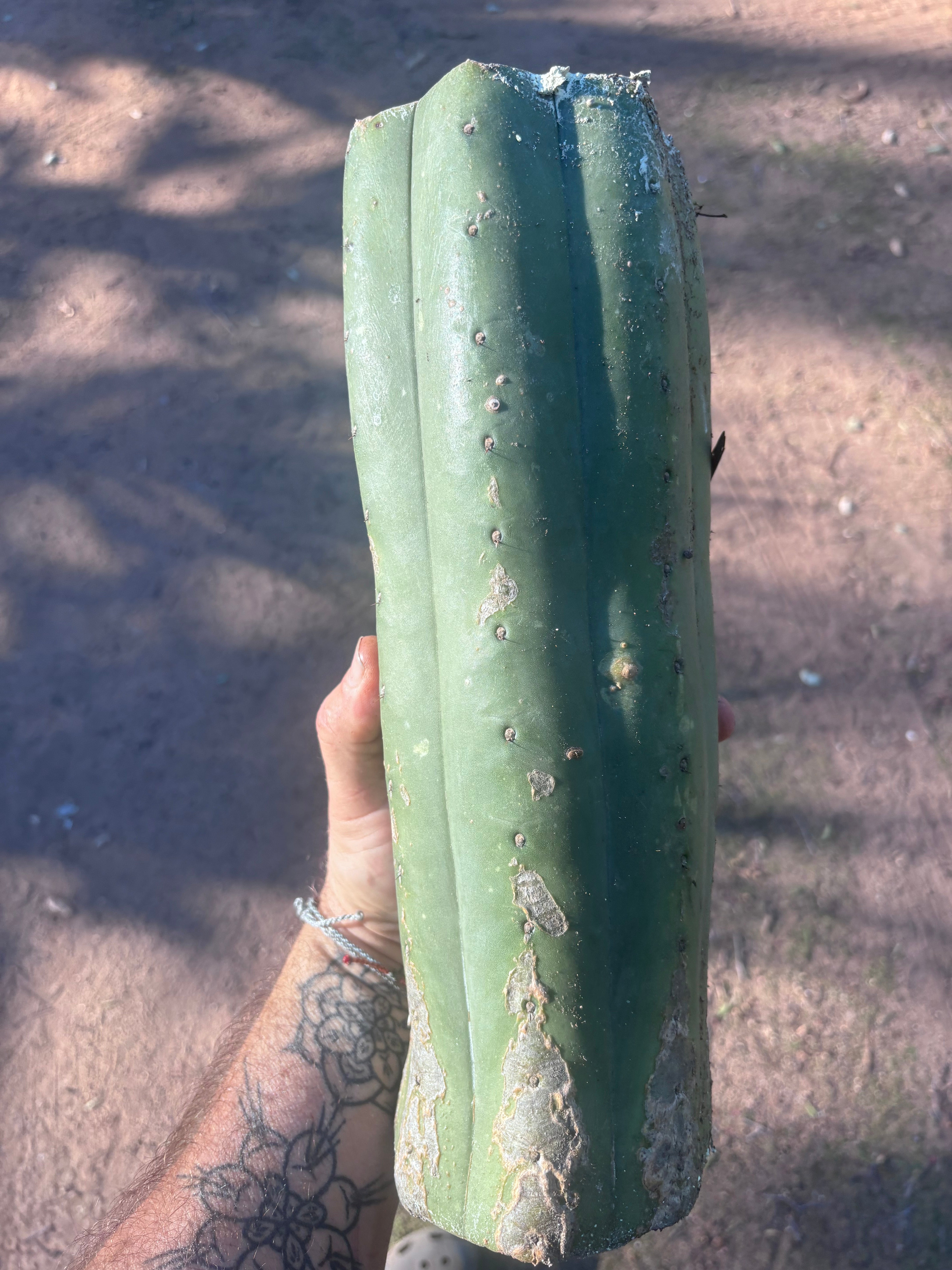 👑🌶️ Juuls Giant — XL 14” Yule Log