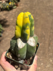 💎🔰 Ferah x Velvet, Vari #2 (FVV2) — Rooted Tip Graft