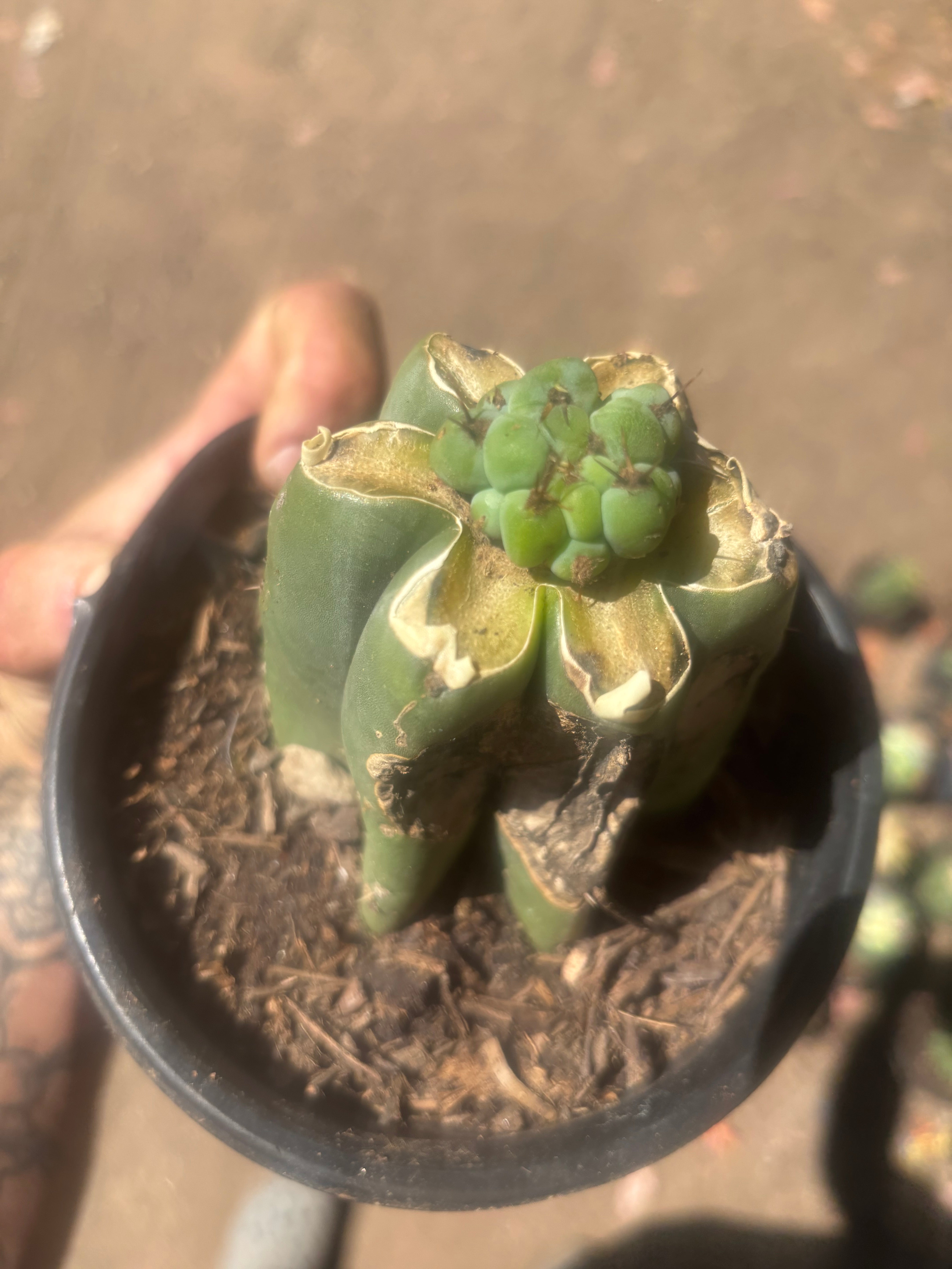 💎🌶️🌶️ NOM — Pup Graft on Rooted Pierre