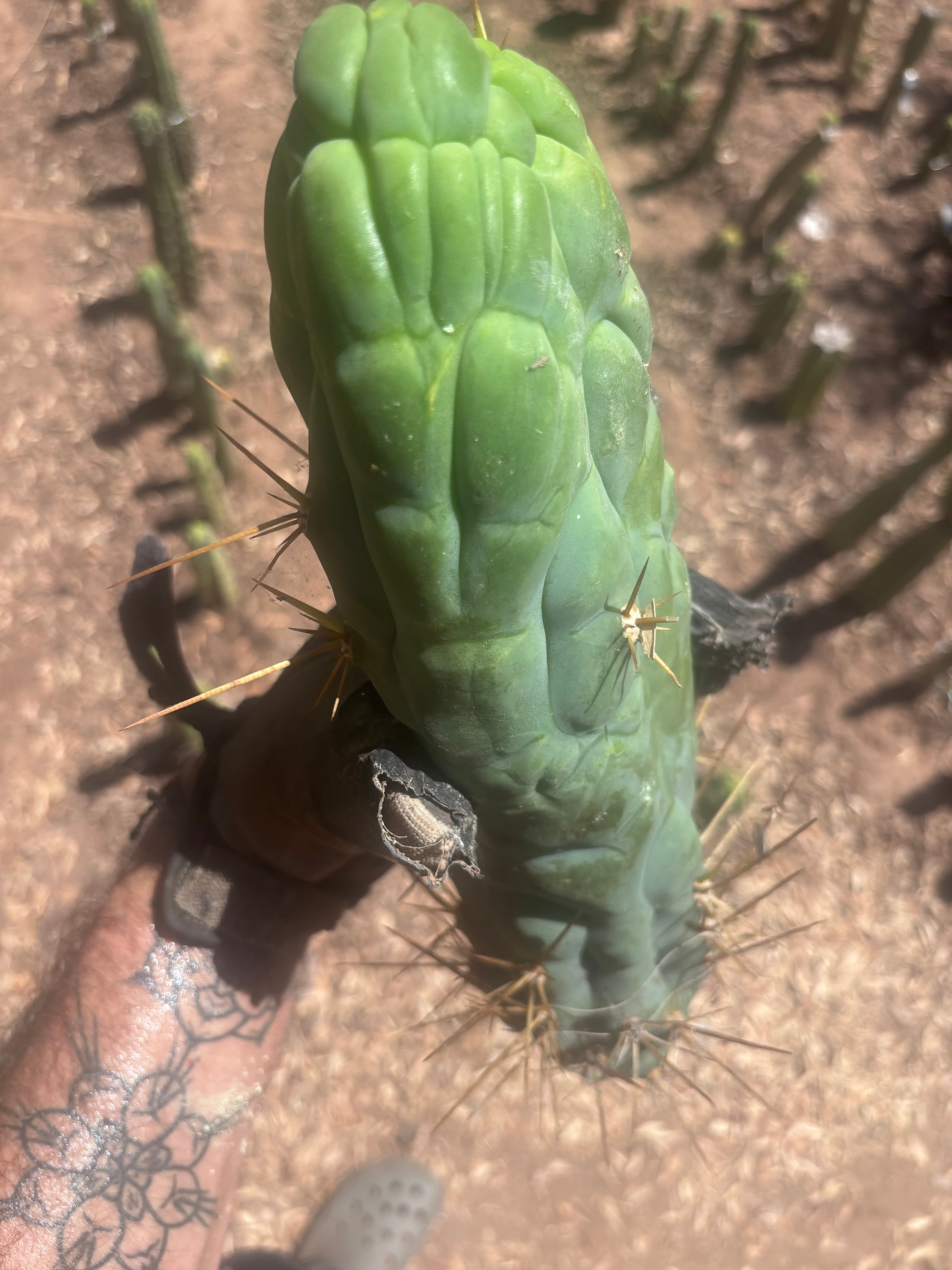 💎👑 Bruce’s Dragon — XXL 14” Tip