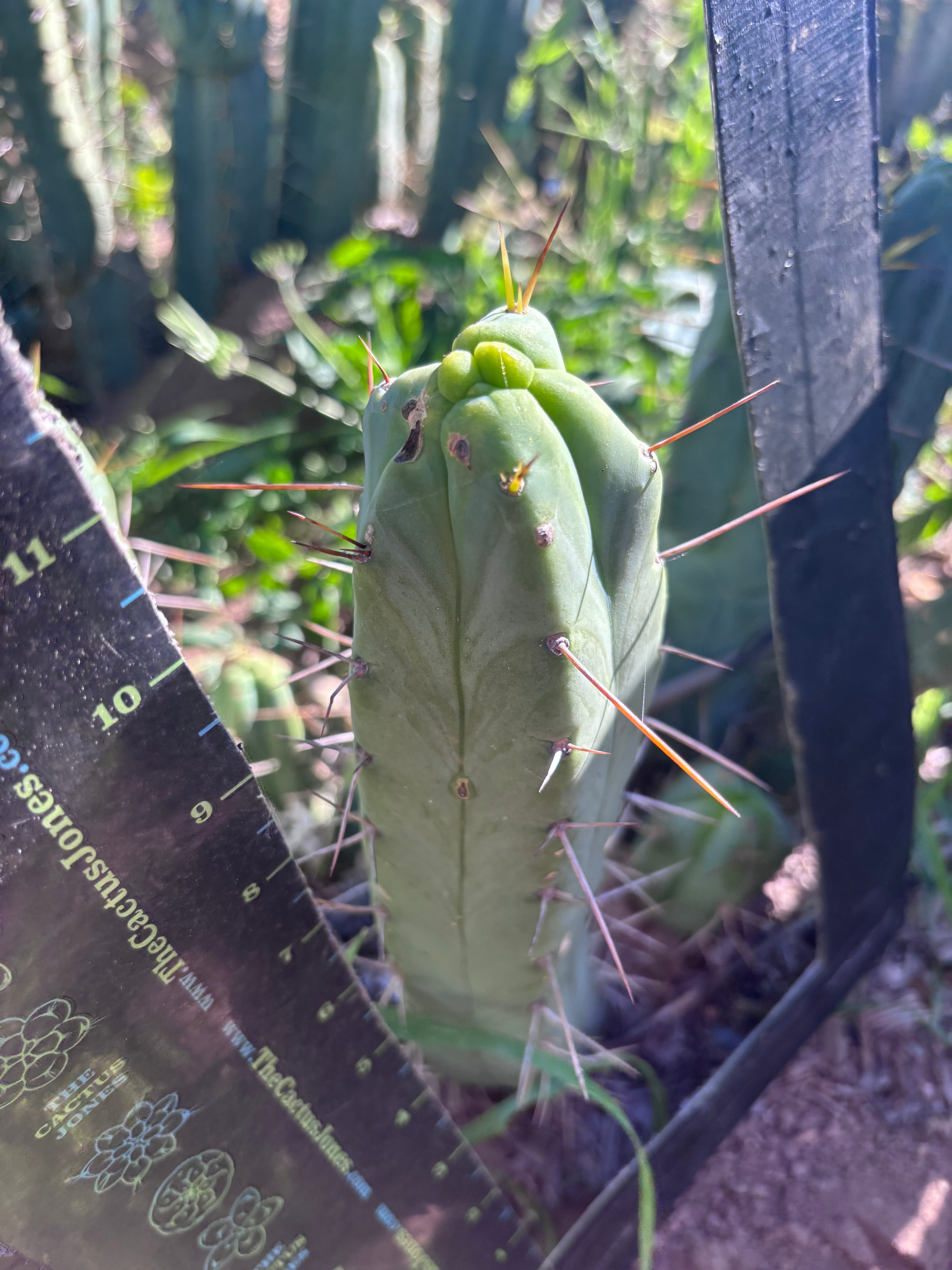 👑🌶️  Mel — 11” Pup