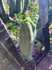 👑🌶️  Mel — 11” Pup