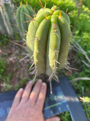 🌶️🌶️⚠️ E.R. — Chonky 9” Pup