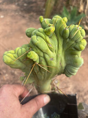 👑💎🌶️🌶️ TBMC — 6” x 7” Crest