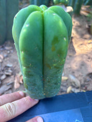 💎👑💎🌶️ Ferah! — 6.5” Pup