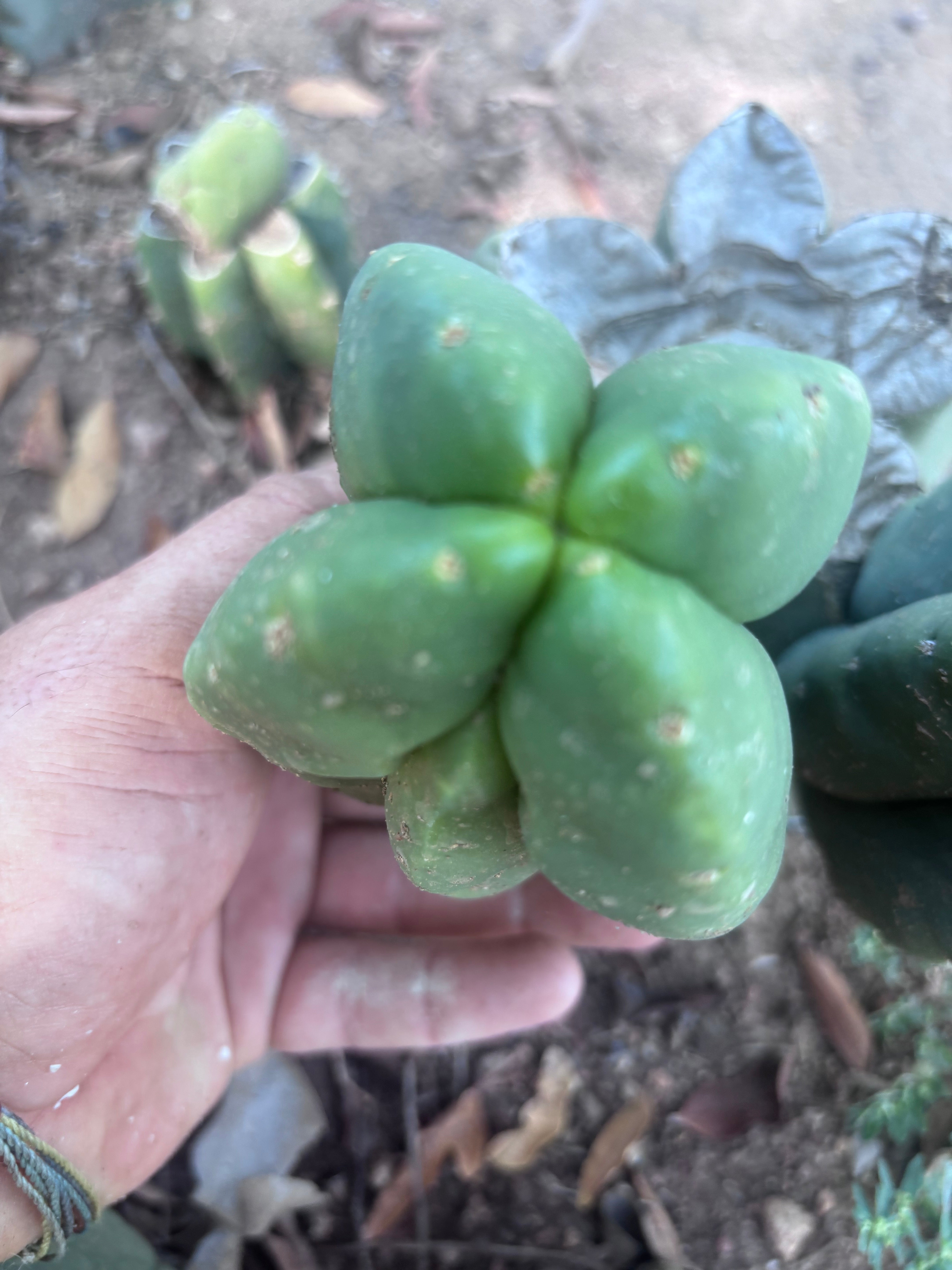 💎👑💎🌶️ Ferah — Fourwang Chub Muffin