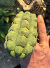 💎👑🌶️ Ichoca — 5.5” Grenade