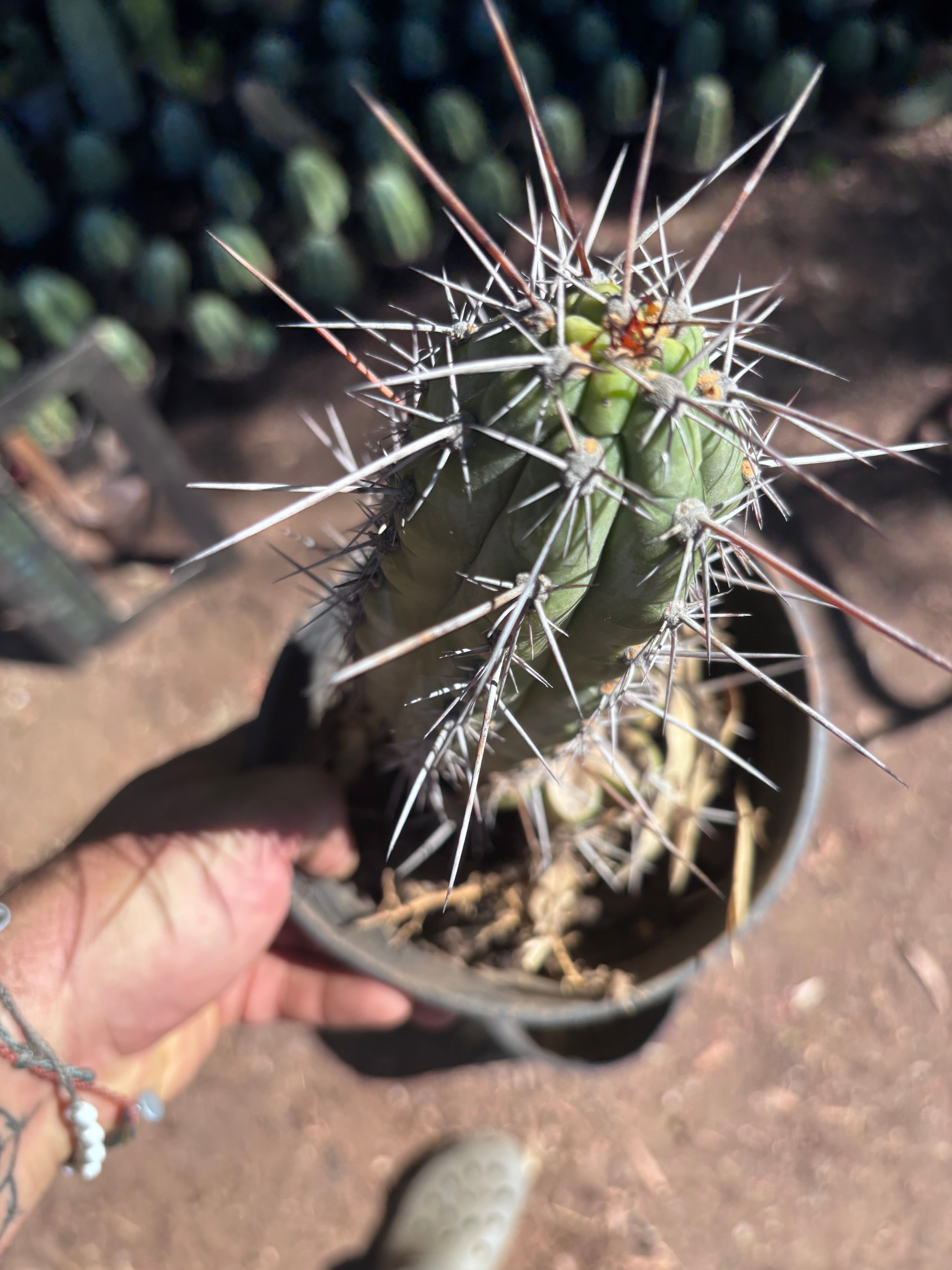 👑 Chala — Rooted 10”