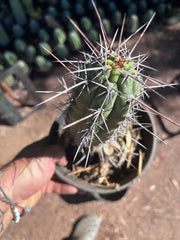 👑 Chala — Rooted 10”