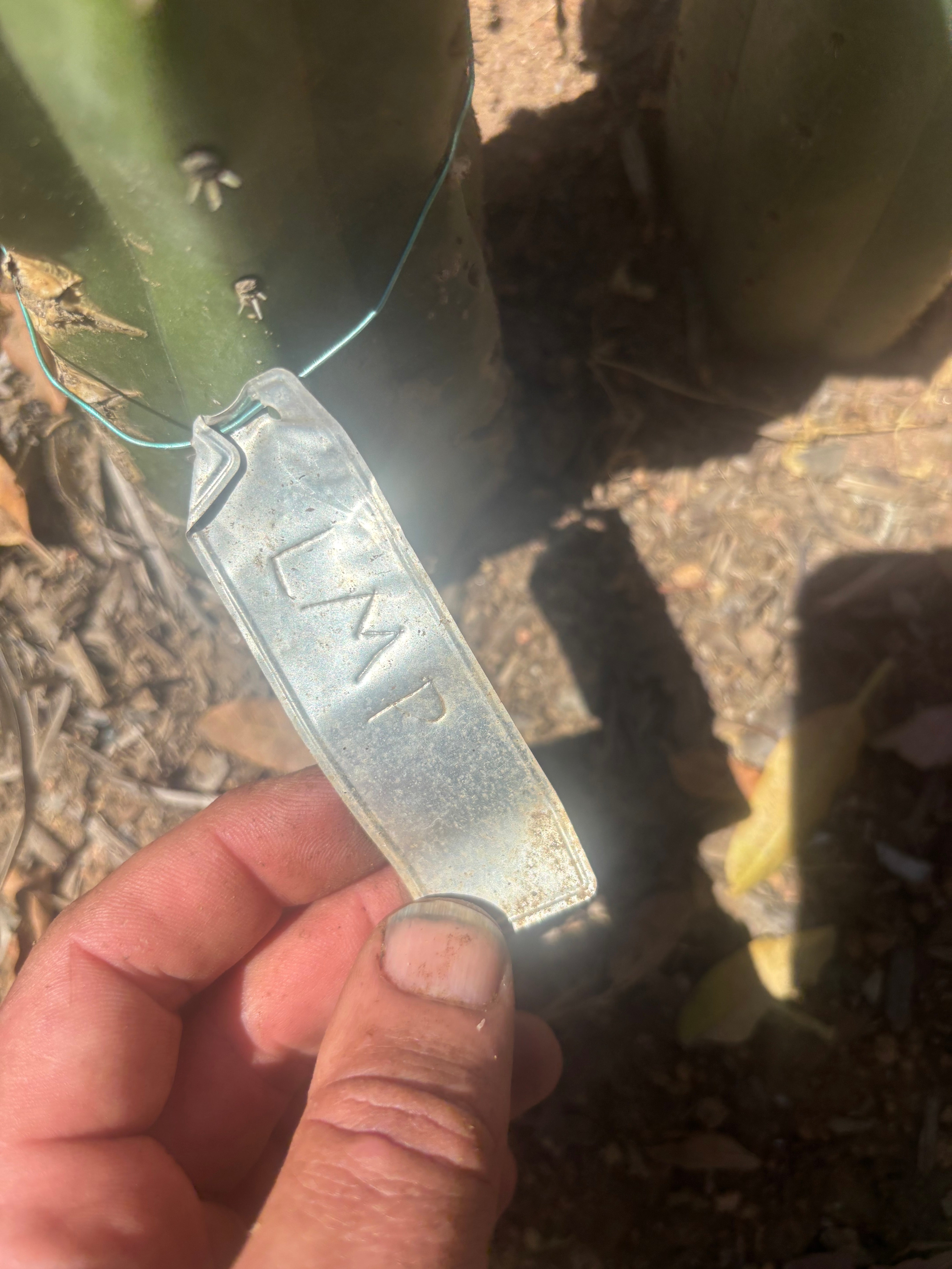 💎👑🌶️ LMP — 7” Tip