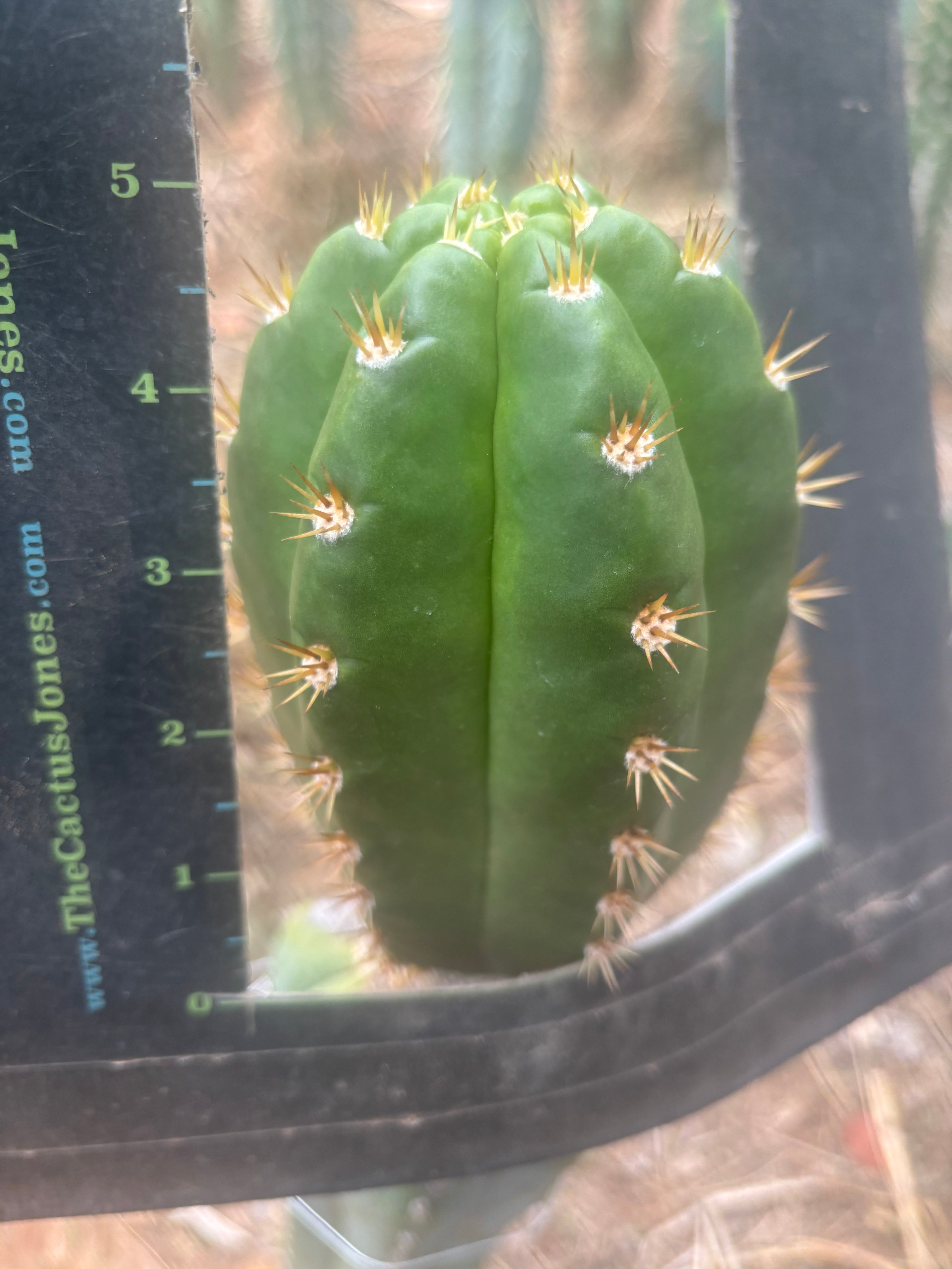 💎👑💎🌶️ CareBear — Chonky 5” Tip