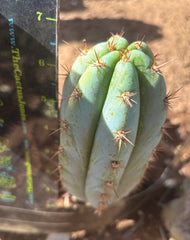 💎👑  Bart! (Monassa Blue) — 7” Pup