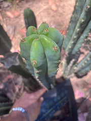 🌶️🌶️ NoidTwo — XL 14” Tip