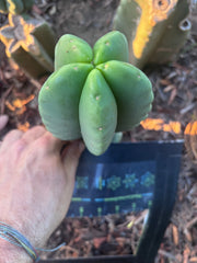 💎👑💎🌶️ Ferah — Fat 8” Pup