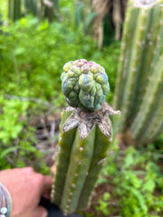 👑💎 Glorp — Tip Graft