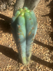 💎👑 Papa Smurf — Chonky 10” Tip