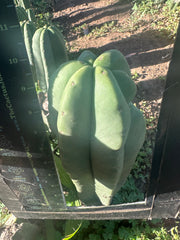 👑💎 Aussie Scop  — FAT 10” Tip
