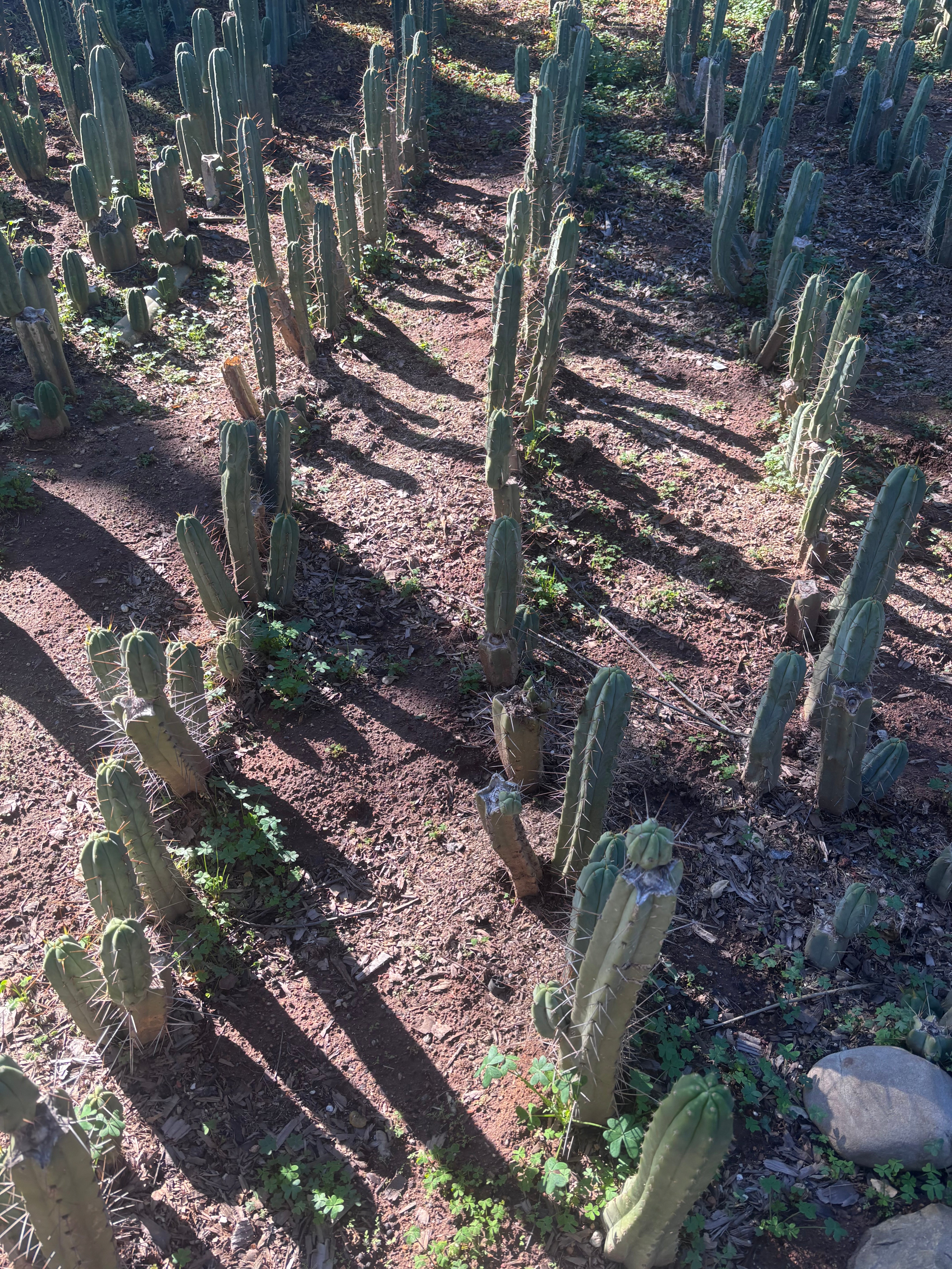 👑🌶️🌶️ Dulzura — 10” Tips (Restocked)