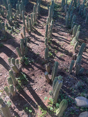 👑🌶️🌶️ Dulzura — 10” Tips (Restocked)