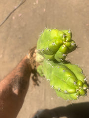 👑 TPM — Large Rooted Multi-Pupper
