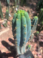 🌶️ 0201 — XL 15” Pup