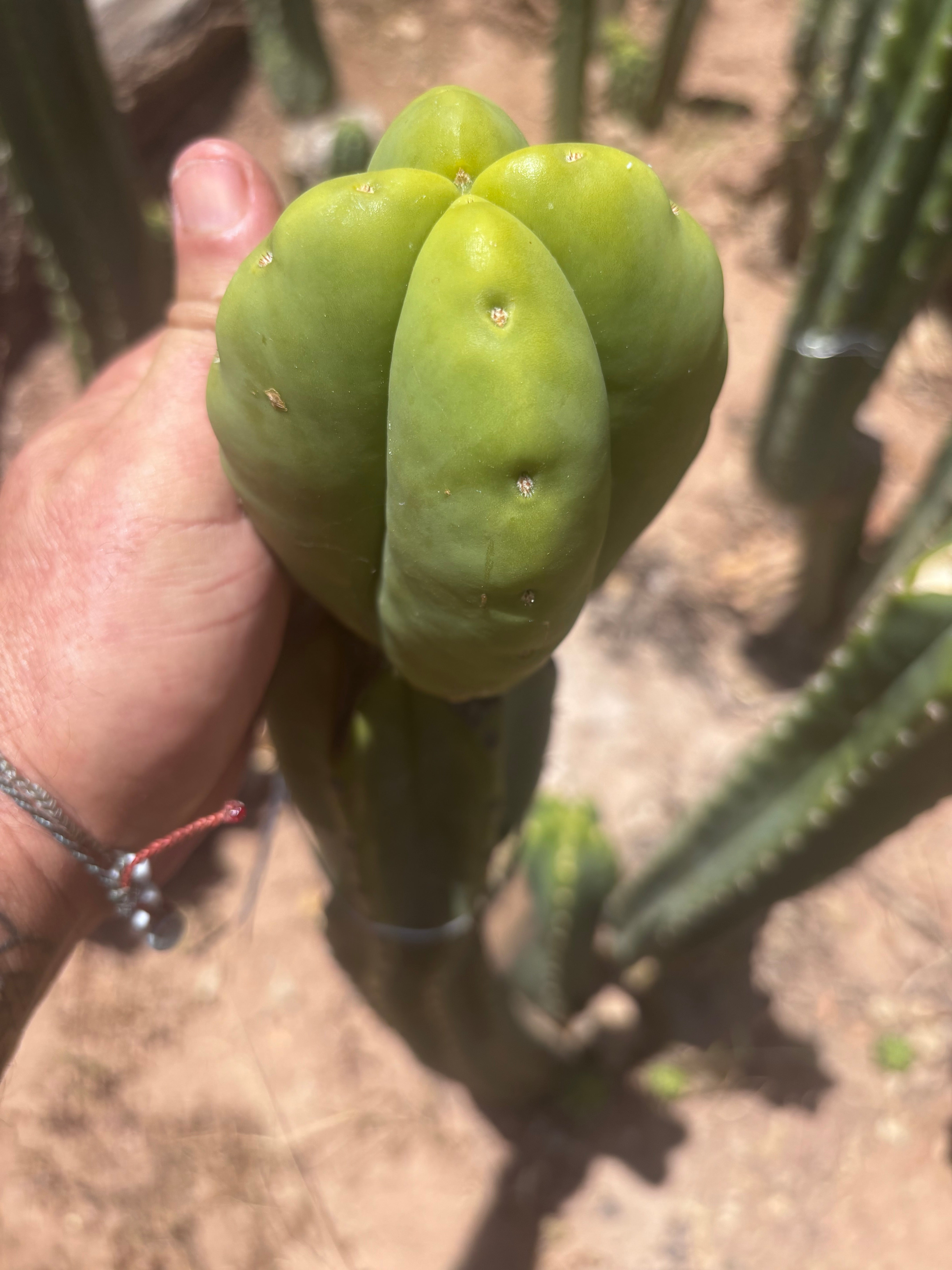 💎👑💎🌶️ Ferah! — Another Fourwang Graft