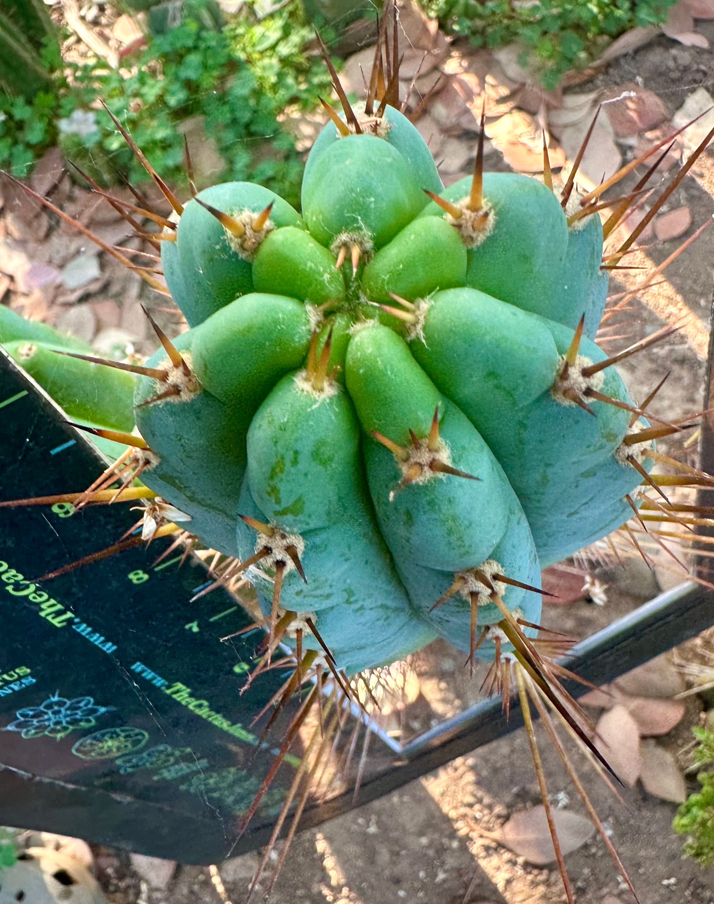 Rosei2 x TA01 (Peru x Peru)— Thick 10” Tip