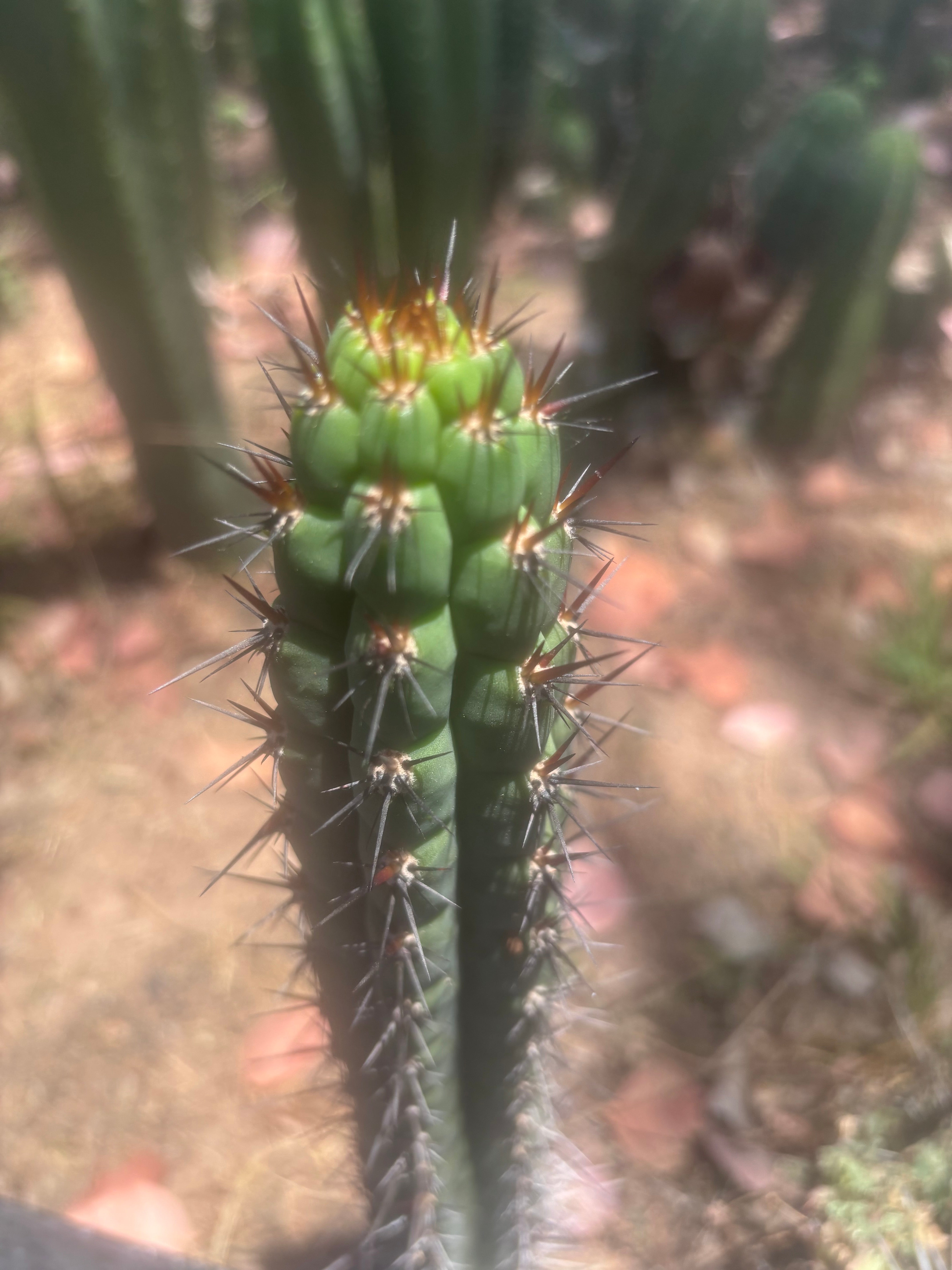 👑 SS04 — 13” Pup