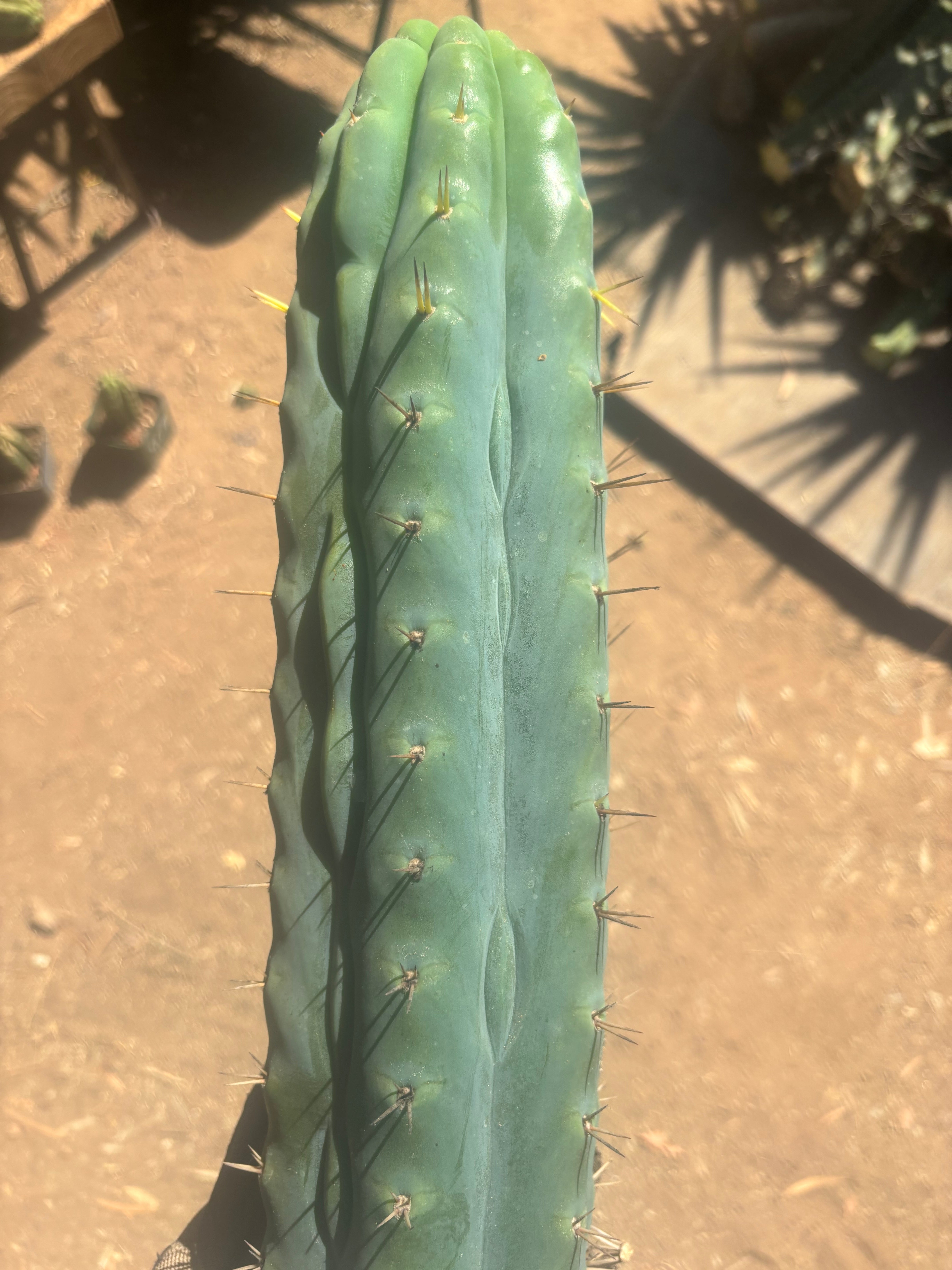 💎👑🌶️  Ashdod — XL 17” Magnum Tip