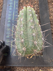 💎⚔️ Taquimbalensis — FAT 10” Pup