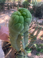 💎👑 Bruce’s Dragon — Chonky 8” Grenade