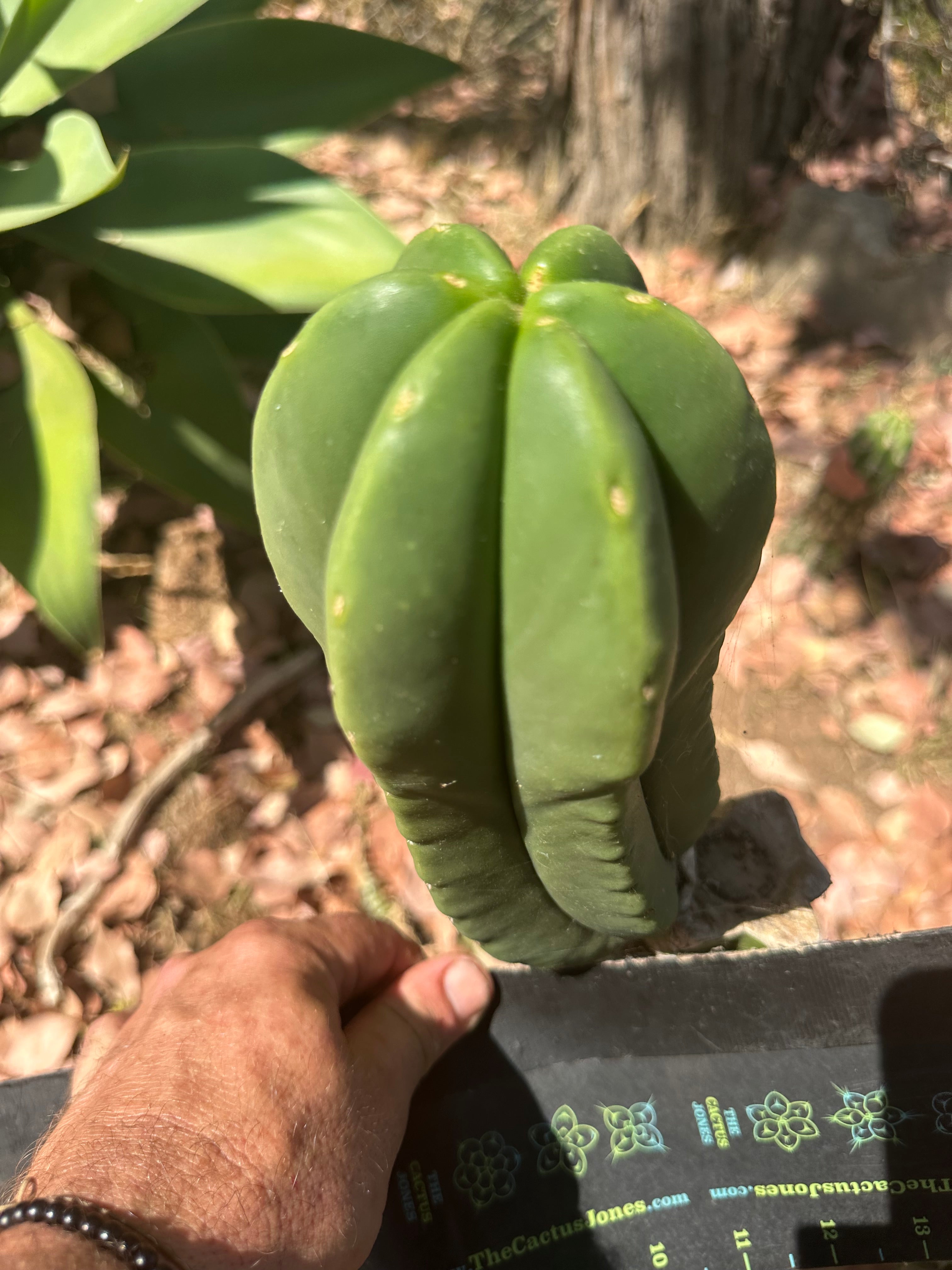 👑 Primo Aussie Scop — 8” Melon Pup