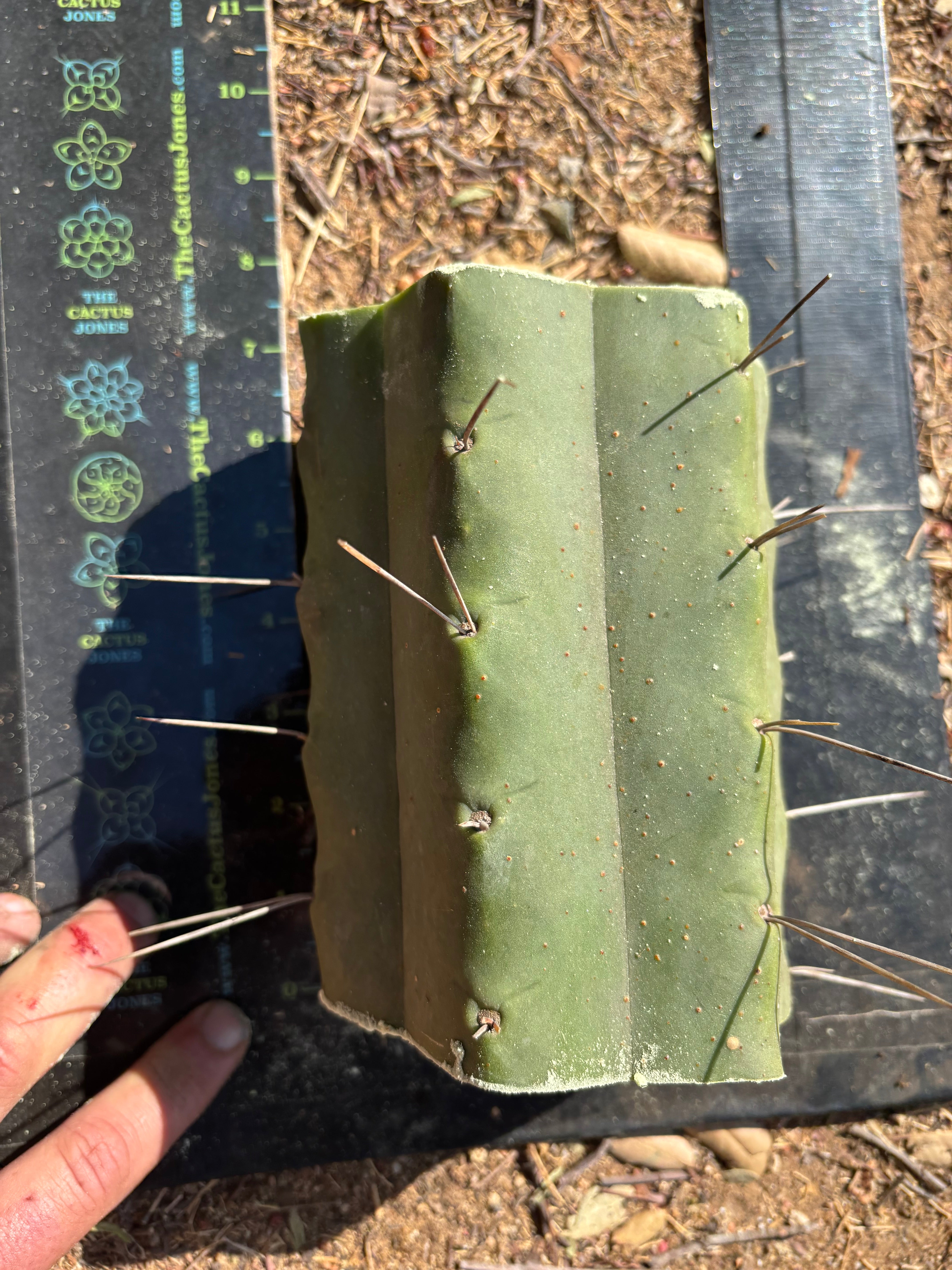 👑🌶️🌶️ Eileen — 7” Mega Mids