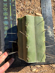 👑🌶️🌶️ Eileen — 7” Mega Mids