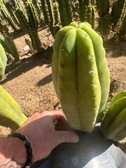 👑🌶️ Maipu — Chonky 10” Pup