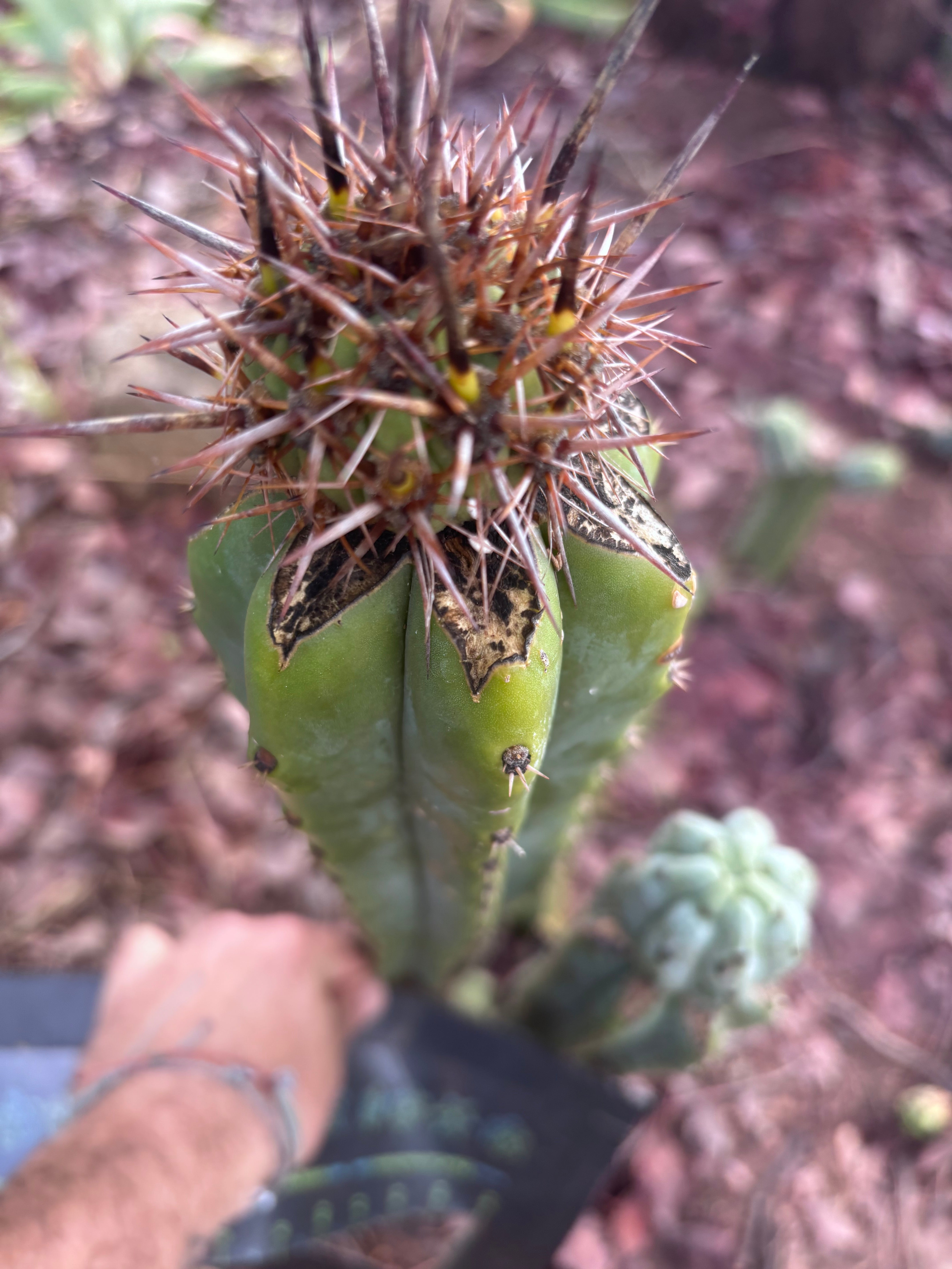 Custom Listing for Norma B