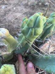 👑🌶️  Mel — 8” Pup