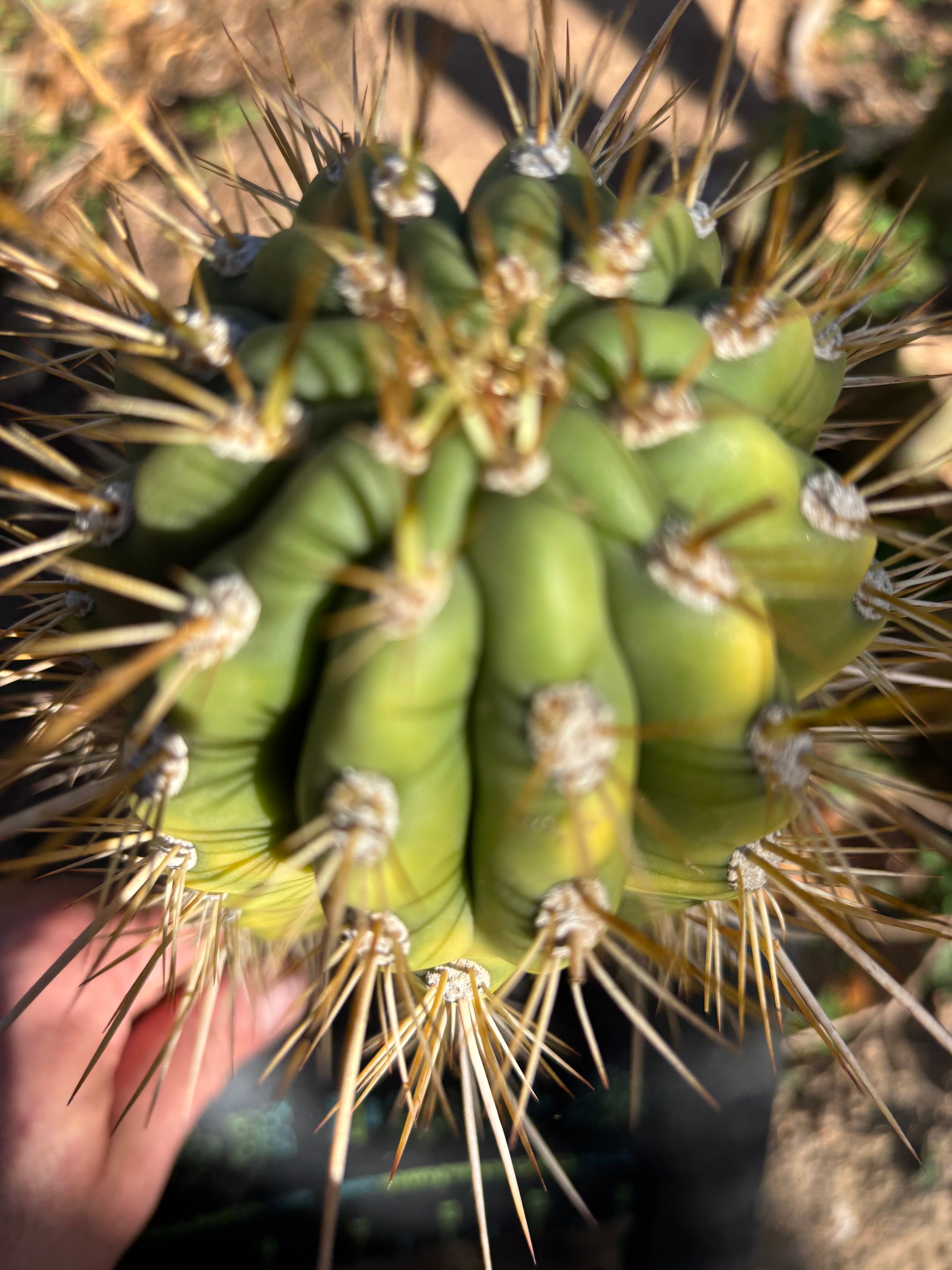 💎👑 Poot’s Validus — Chunky 8” Tip