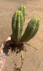 👑🌶️ Shine01 — Triple Pupped Mid with Crazy Roots