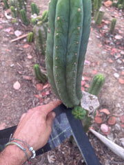 👑🌶️🌶️ Ogun — 12” Pup