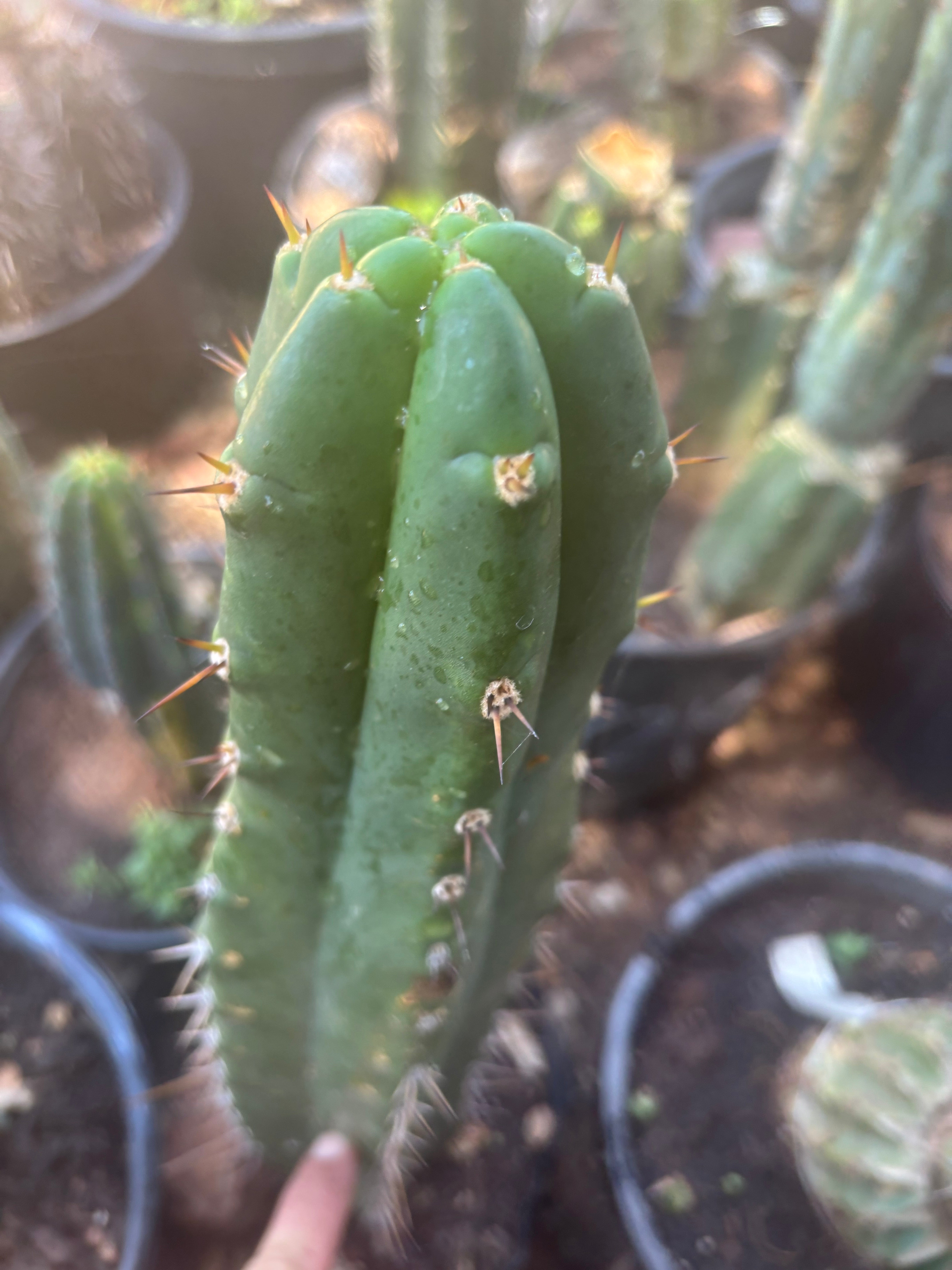 👑🌶️ Huari — 10” Tip
