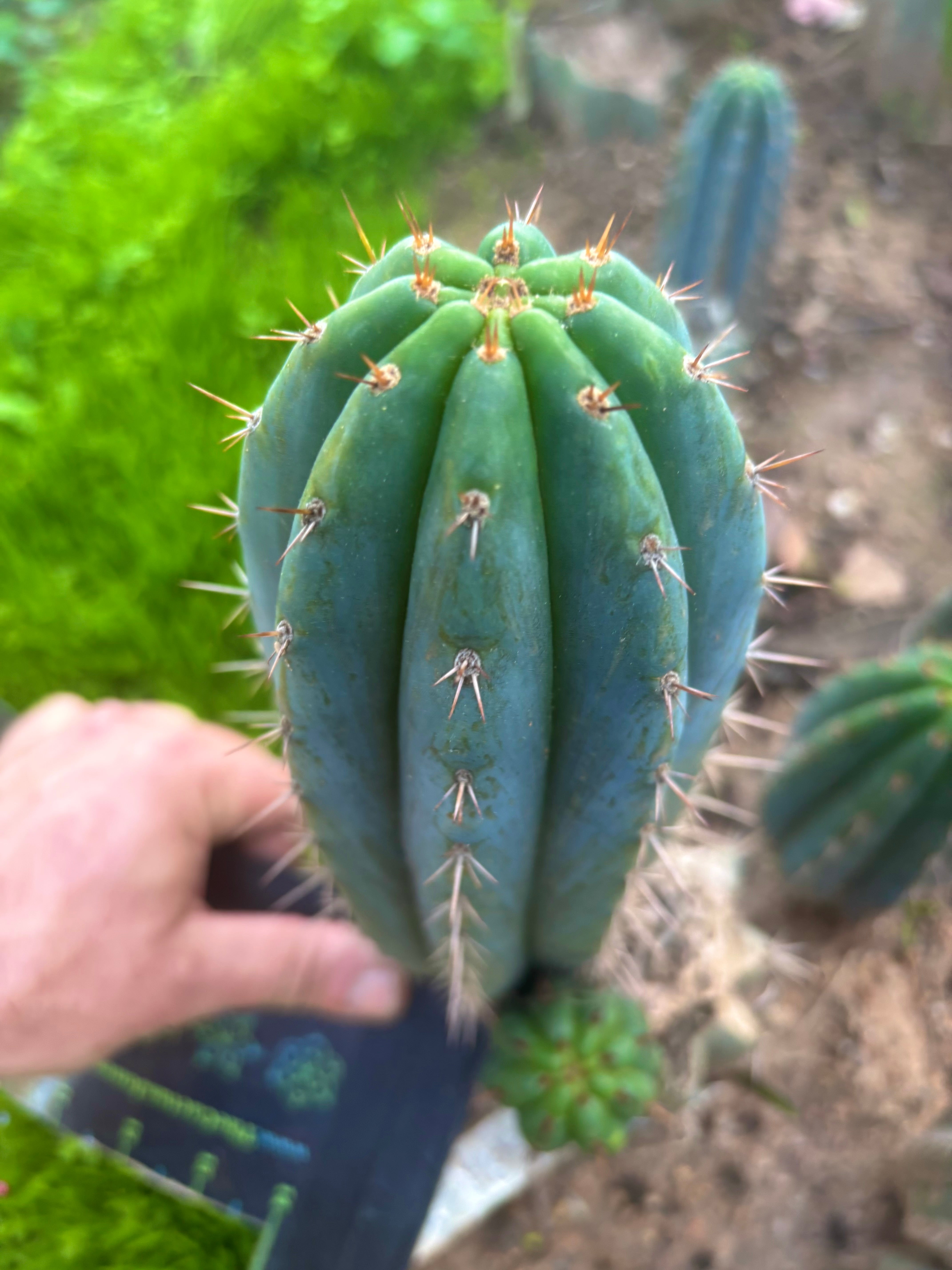 💎👑 Ferret — Another 9” Pup