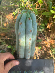 💎👑🌶️ Sharxx Blue — 8” Tip